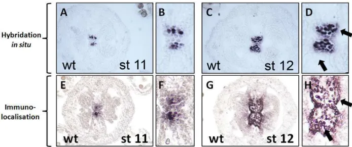 Figure 47: Expression du gène WSCP dans le septum des fleurs WT
