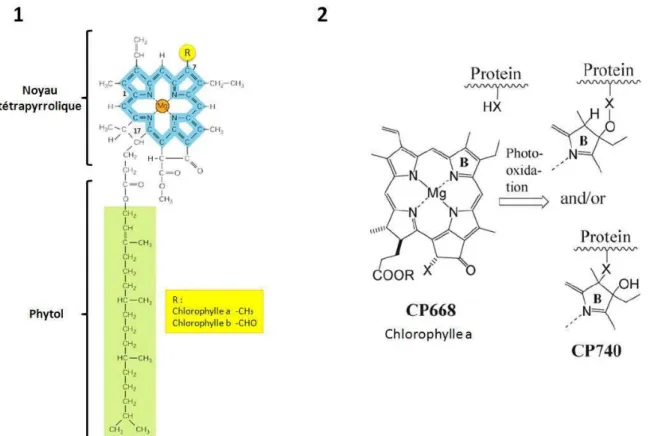 Figure  D :  Structure  de  la  chlorophylle  (1)  et  photo-oxydation  de  CP668  en  CP740  chez  Chenopodium  album (2)