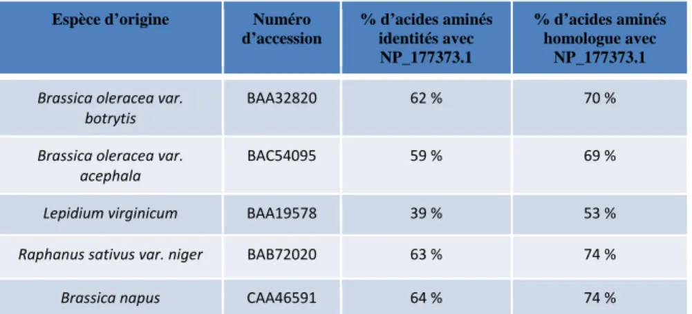 Tableau 6 : Pourcentage d’acides aminés identiques et homologues entre les protéines WSCP connues et  NP_177373.1  d’A