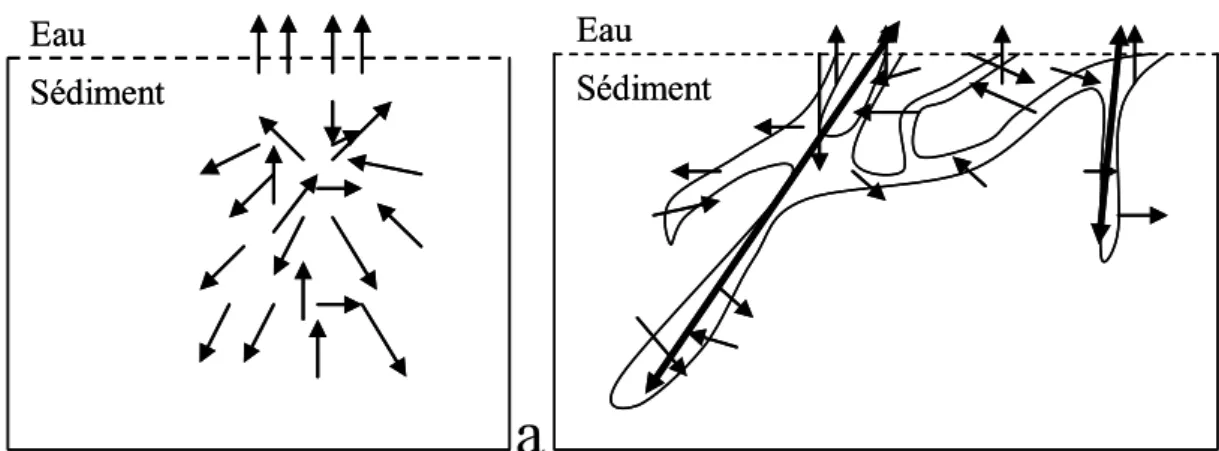 Figure 9 : Représentation schématique de l’activité de bioturbation des bio-diffuseurs (a) et  des galerie-diffuseurs (b) dans la colonne sédimentaire (d’après François, 1999) 
