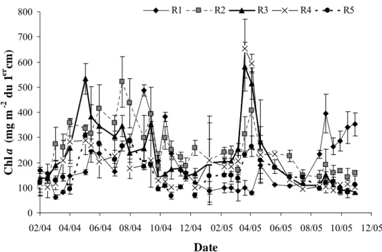 Figure 13 : Variations temporelles de la teneur en chlorophylle a dans le 1 er  cm de sédiment  des stations R1, R2, R3, R4 et R5 du site Rivedoux du 6 février 2004 au 3 novembre 2005