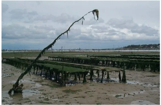 Figure 9 : Site de Ronce-Perquis dans la baie de Marennes-Oléron 