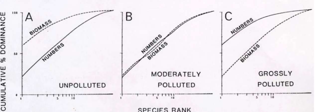 Figure 21 : Courbe de k-dominance théorique en fonction des abondances et des biomasses  des espèces, et classification des sites correspondante selon Warwick (1986) 