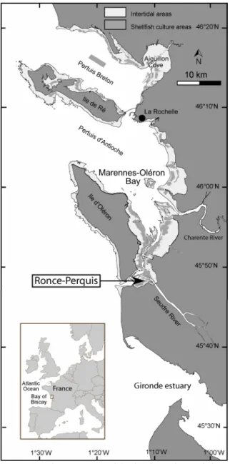 Figure 1. Map of the Marennes-Oléron Bay with the location of the Ronce-Perquis sampling  site 