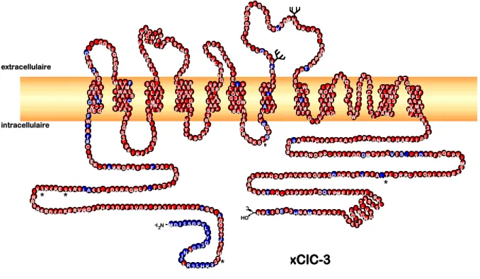Figure 50: Modèle topologique proposé pour le xClC-3. Les extrémités N-  et C-terminales seraient intracellulaires