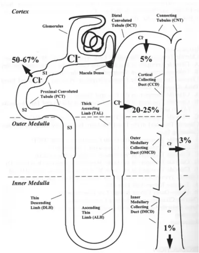 Figure 7: Illustration de la réabsorption des ions chlorure dans les  différents segments du néphron