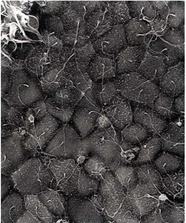 Figure 15: image en microscopie à balayage d’une monocouche de cellules A6 sur filtre