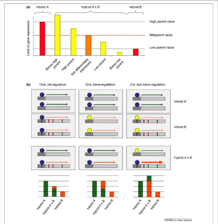 Figure 4.  :  Modèle  d’expression  génétique  additive  et  non  additive  chez  les  hybrides  interspécifiques  et  mécanismes  de  régulation  cis  et  trans  impliqués  (d’après  Hochholdinger &amp; Hoecker 2007)