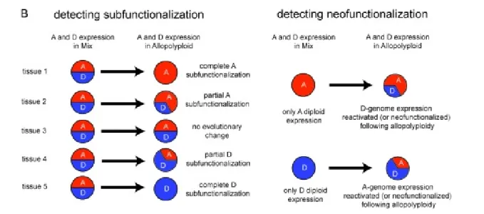 Figure 5.  Contribution des sous-génomes homéologues au transcriptome chez le coton  allotétraploïde (d’après Chaudhary et al