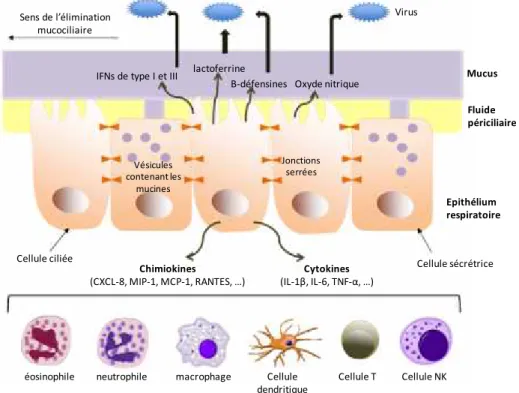 Figure 1 : Les mécanismes de défense de l’épithélium pulmonaire lors d’une infection virale