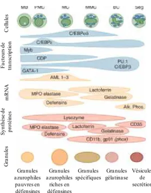 Figure 7 :  La  maturation  du  neutrophile. La  maturation  du  neutrophile  et  le  contrôle  de  la biosynthèse  des  protéines  contenues  dans  les  granules  sont atteints  par  l’action  combinée  et séquentielle de facteurs de transcription spécifi