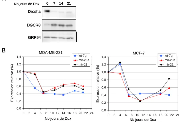 Figure 23 : Le traitement à la doxycycline des lignées inductibles i-shDro entraine une inhibtion de  l’expression des miRNAs