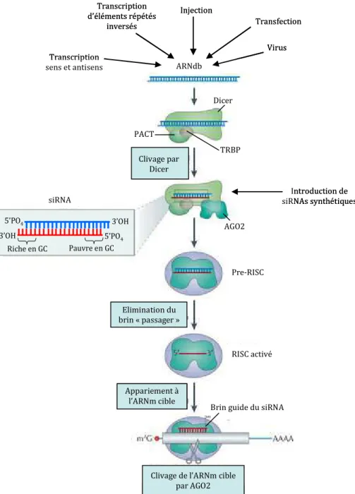 Figure  1 :  La  voie  siRNA.  Les  longs  ARNdb  sont  clivés  en  siRNAs  par  la  Rnase  III  Dicer  au  sein  d’un  complexe  protéique  contenant  également  TRBP  et/ou  PACT  (détaillé  dans  la  partie  I.2  Biogenèse  des  micro-ARNs)