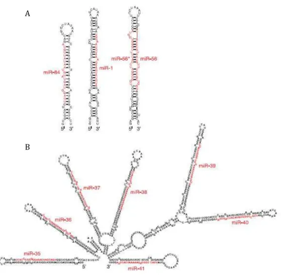 Figure 2 : Exemples de miRNAs et leurs structures secondaires chez C. elegans. Structures  secondaires de type tige-boucle prédites par « RNAfold » pour les précurseurs de miRNAs matures  (en rouge) clonés chez C