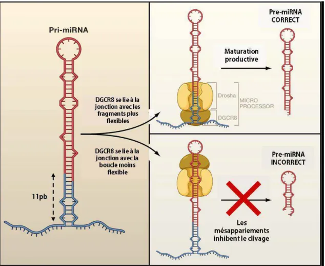 Figure 5 : Clivage du pri-miRNA par le microprocesseur. Les caractéristiques structurales des pri- pri-miRNAs  favorisent  leur  maturation  correcte  en  pre-pri-miRNAs  par  le  complexe  Drosha-DGCR8  (microprocesseur)