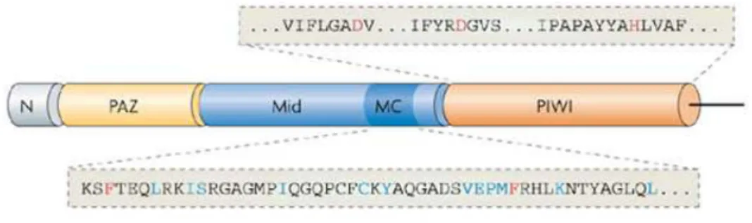 Figure 6 : Structure de la protéine AGO2 humaine. Le domaine PAZ (en jaune), situé près du côté N- N-terminal  de  la  protéine  (en  gris)  est  nécessaire  àa  la  reconnaissance  et  à  la  fixation  de  l’extremité  3’ 
