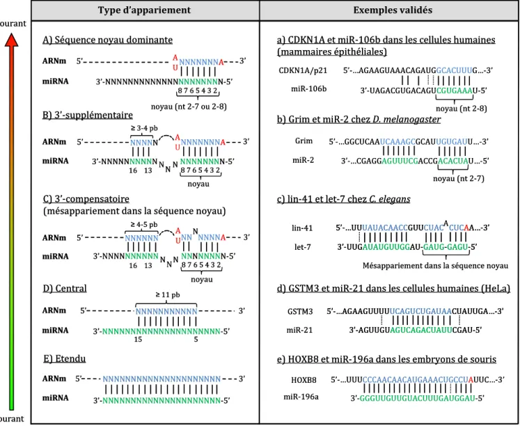 Figure  8  :  Appariements  entre  miRNAs  et  ARNm  cibles.  Types  d’appariements  possibles  entre  un  miRNA  et  un  ARNm  cible  du  plus  courant  (A)  au  moins  courant  (E)  (colonne  de  gauche)  et  exemples  validés  expérimentalement  avec  l