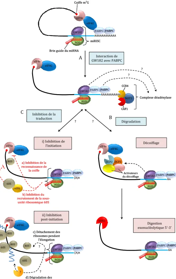 Figure 9 : Mécanismes possibles de la répression des ARNm cibles induite par les miRNAS