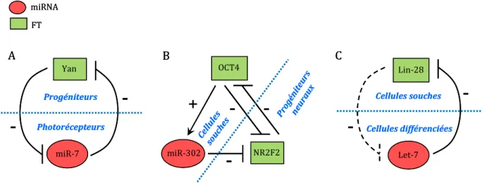 Figure  10  :  Exemples  de  boucles  de  régulation  mutuellement  répressives  impliquant  des  miRNAs