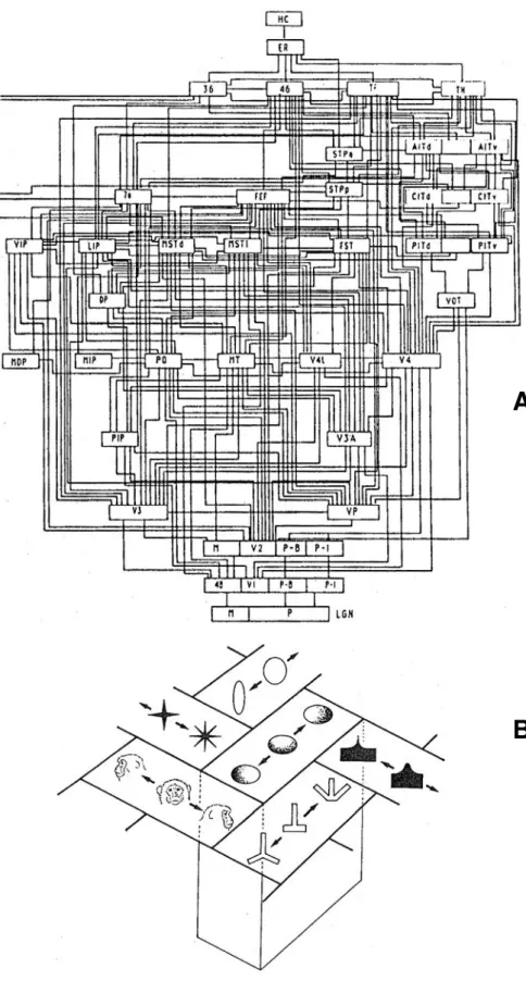 Figure 1 :  Organisation du système visuel du primate.  