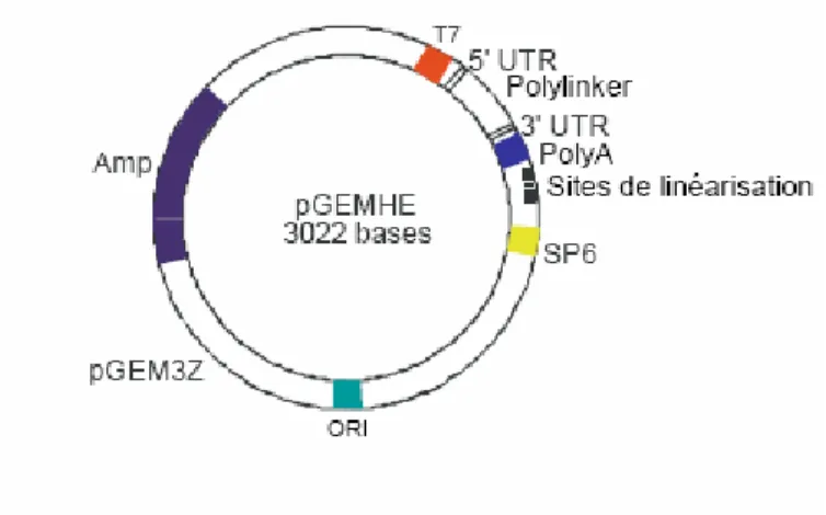 Figure 47 : Représentation schématique du vecteur d’expression protéique dans l’ovocyte de  Xénope pGEMHE 