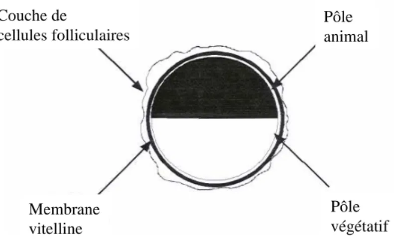 Figure 51 : Représentation schématique d’un ovocyte de Xénope au stade V/VI (Guide Axon) 