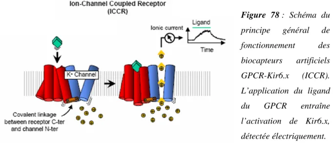 Figure  78 :  Schéma  du  principe  général  de  fonctionnement  des  biocapteurs  artificiels  GPCR-Kir6.x  (ICCR)