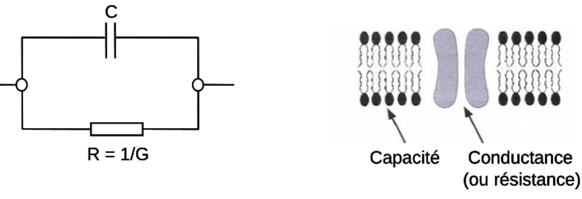 Figure 2 : La membrane plasmique se comporte comme un condensateur électrique (capacité  C) monté en parallèle avec une résistance R (ou conductance G)
