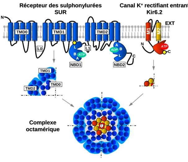 Figure  5 :  Topologie  et  stoechiométrie  du  canal  K ATP .  Kir6.2  possède  deux  hélices  transmembranaires  et  un  site  de  liaison  des  nucléotides;  SUR  possède  trois  domaines  transmembranaires  (TMD0,1&2)  et  deux  domaines  de  liais