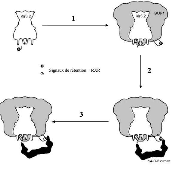 Figure  6 :  Modèle  hypothétique  d’assemblage  des  canaux  K ATP   dans  le  réticulum  endoplasmique  (d’après  Heusser  et  al.,  2006)