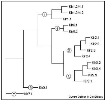 Figure  7 :  Arbre  phylogénétique  représentant  les  sous-familles  de  canaux  potassiques  rectifiant entrants Kir