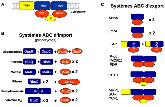 Figure  15  :  Architecture  modulaire  des  transporteurs  ABC.  (A)  Un  transporteur  ABC  comporte quatre domaines: deux TMD (bleu) et deux NBD (rouge)
