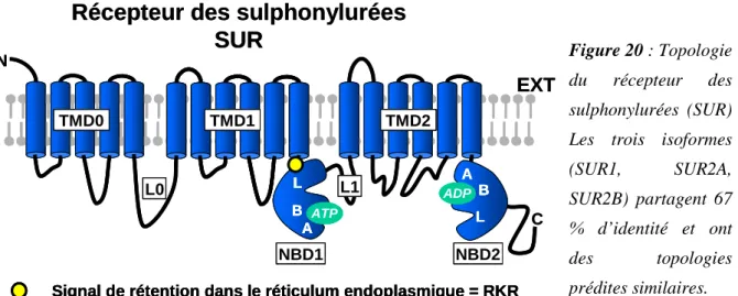 Figure 20 : Topologie  du  récepteur  des  sulphonylurées  (SUR)  Les  trois  isoformes  (SUR1,  SUR2A,  SUR2B)  partagent  67 