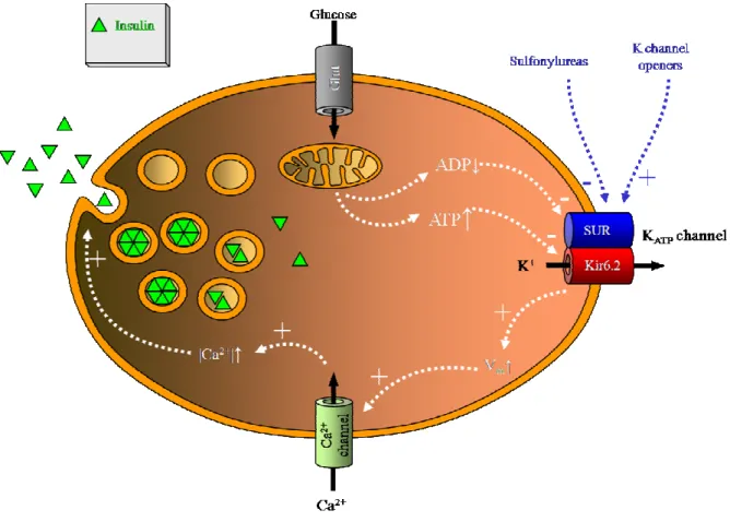 Figure  21  :  Implication  des  canaux  K ATP   pancréatiques  dans  la  sécrétion  d’insuline