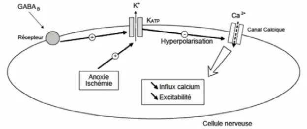 Figure  22  :  Implication  des  canaux  K ATP   dans  l’activité  des  cellules  nerveuses