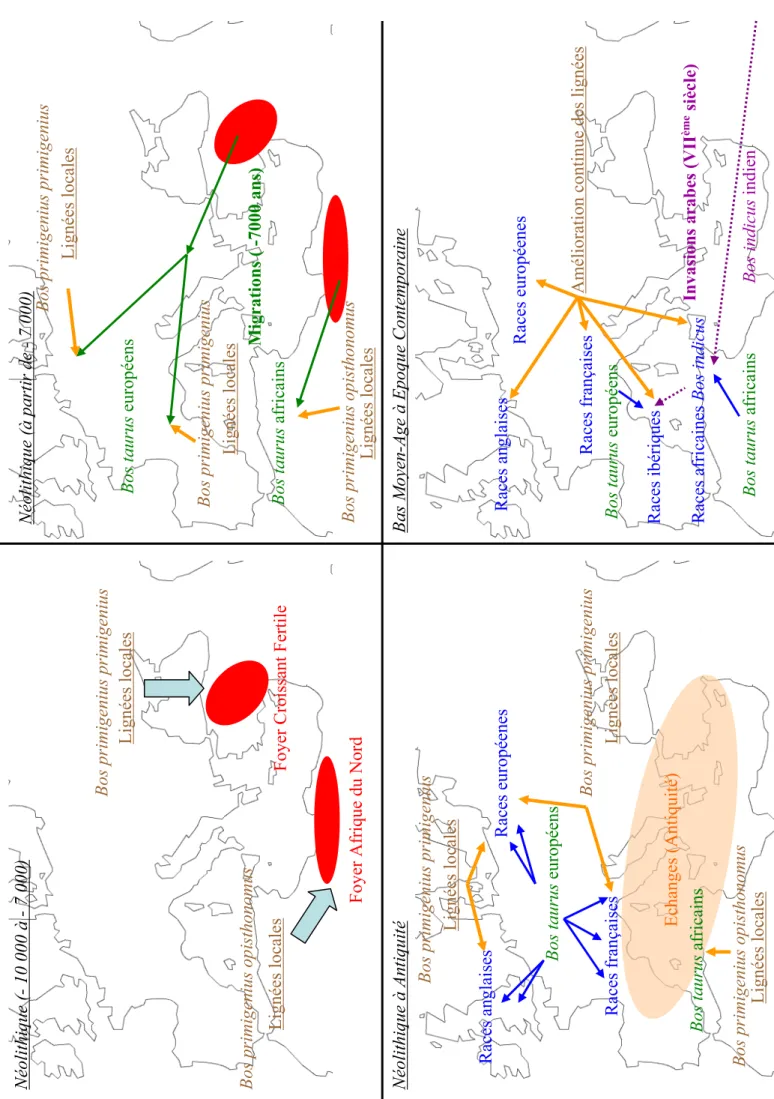 Figure 1. Histoire et migration des bovins sous influence humaine depuis le Néolithique Néolithique (- 10 000 à - 7 000) Néolithique (à partir de - 7 000) Néolithique à AntiquitéBas Moyen-Age à Epoque Contemporaine Amélioration continue des lignées