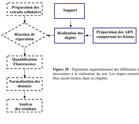 Figure 20 : Digramme organisationnel des différentes étapes  nécessaires à la réalisation du test
