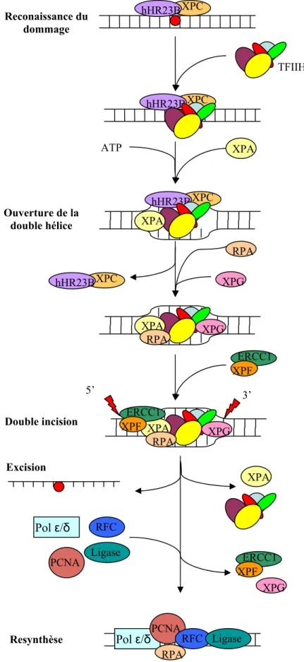 Figure 3 : Schéma présentant les différentes étapes lors de la réparation par excision de  nucléotides.