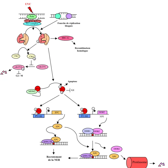 Figure 4 : Figure représentant le système de  régulation de la REN. Le senseur de dommage  ATR active l’effecteur p53, qui régule la transcription des gènes XPC et DDB2