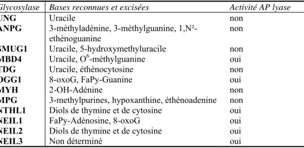 Tableau 1 : Tableau regroupant différentes ADN N-Glycosylases humaines et leurs activités