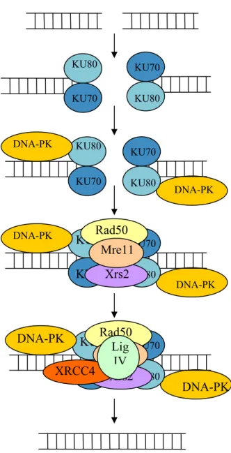 Figure 6 : Schéma présentant les différentes étapes lors de la réparation non homologue de cassures double brin  de l’ADN