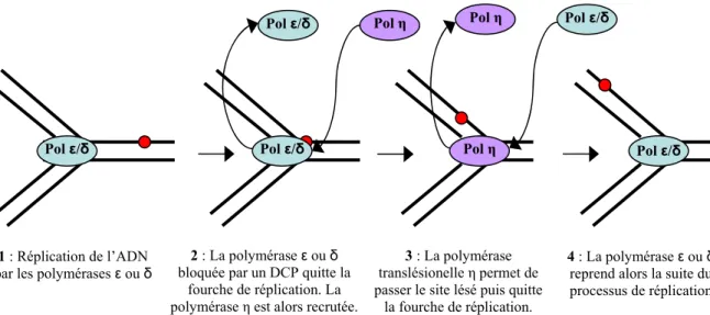 Figure 7 : Les différentes étapes lors de la polymérisation translésionelle de DCP (point rouge) 