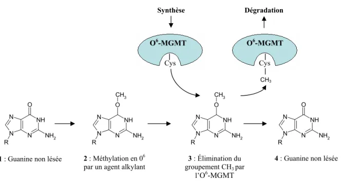 Figure 8 : Les différentes étape de la réparation de l’ O 6 -MethylGuanine par la O 6 -MGMT