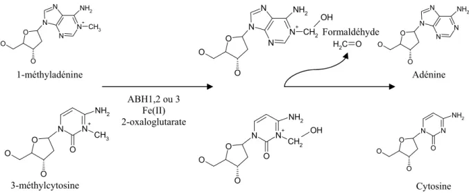 Figure 9 : Réparation de la 1-méthyladénine et de la 3-méthylcytosine par ABH1,2 ou 3