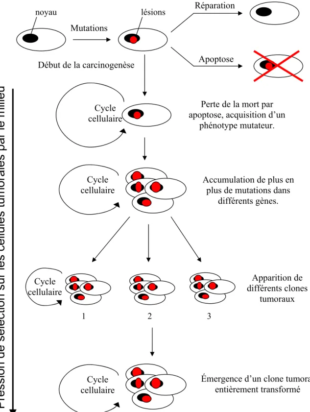 Figure 11 : Schéma bilan présentant les différentes étapes du processus de carcinogenèse