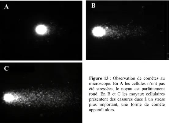 Figure 13  : Observation de comètes au  microscope. En A  les cellules n’ont pas  été stressées, le noyau est parfaitement  rond