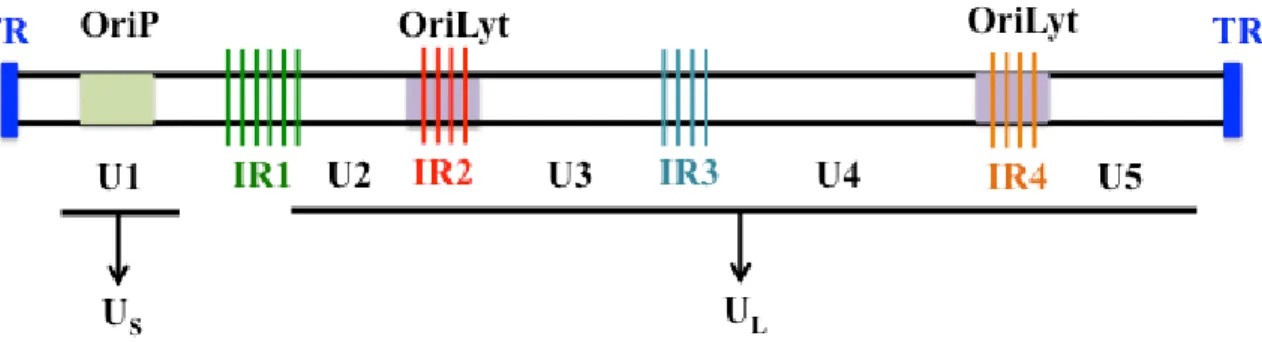 Figure 4 : Représentation schématique du génome de l’EBV sous sa forme linéaire. 