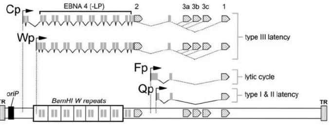 Figure 5 : Localisation des promoteurs Cp, Wp, Fp et Qp au sein du génome de l’EBV. 