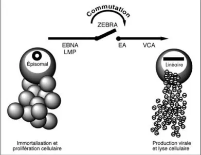 Figure 9 : Passage de la phase de latence au cycle lytique par la protéine ZEBRA de  l’EBV