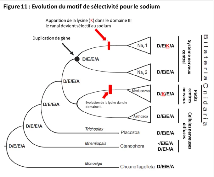 Figure 11 : Evolution du motif de sélectivité pour le sodium